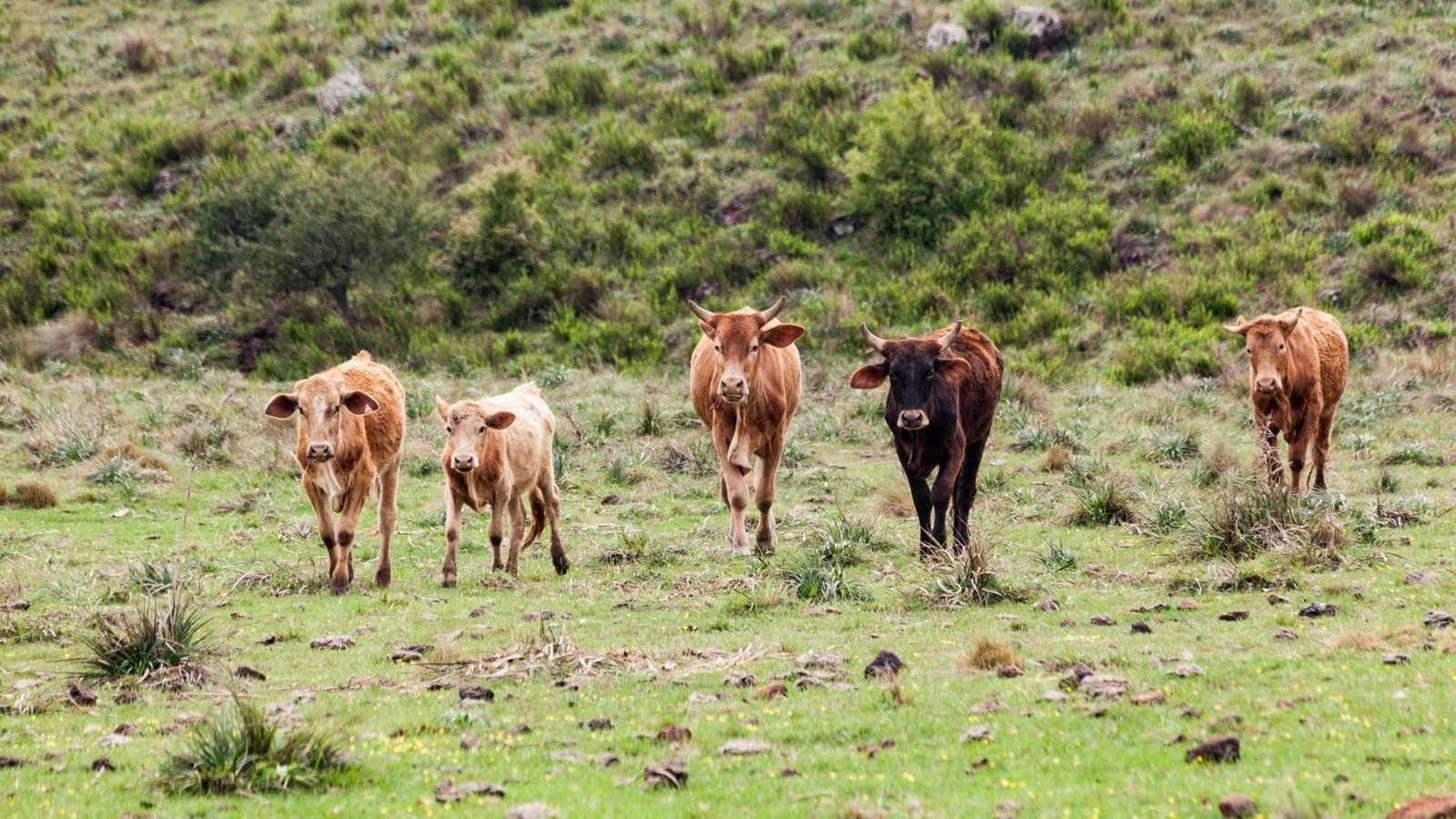 Setor pecuário impulsiona economia gaúcha: Emater apresenta dados no Dia da Pecuária