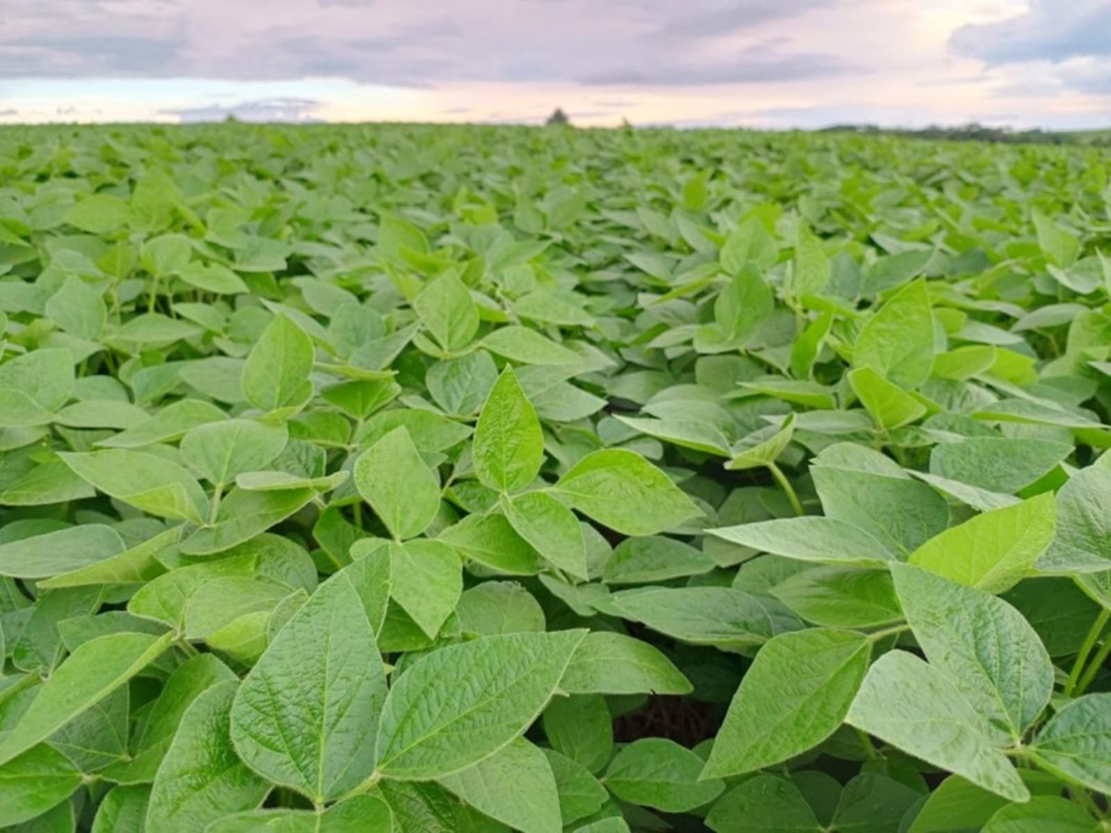 Safra da soja pode chegar a 21,6 milhões de toneladas no RS