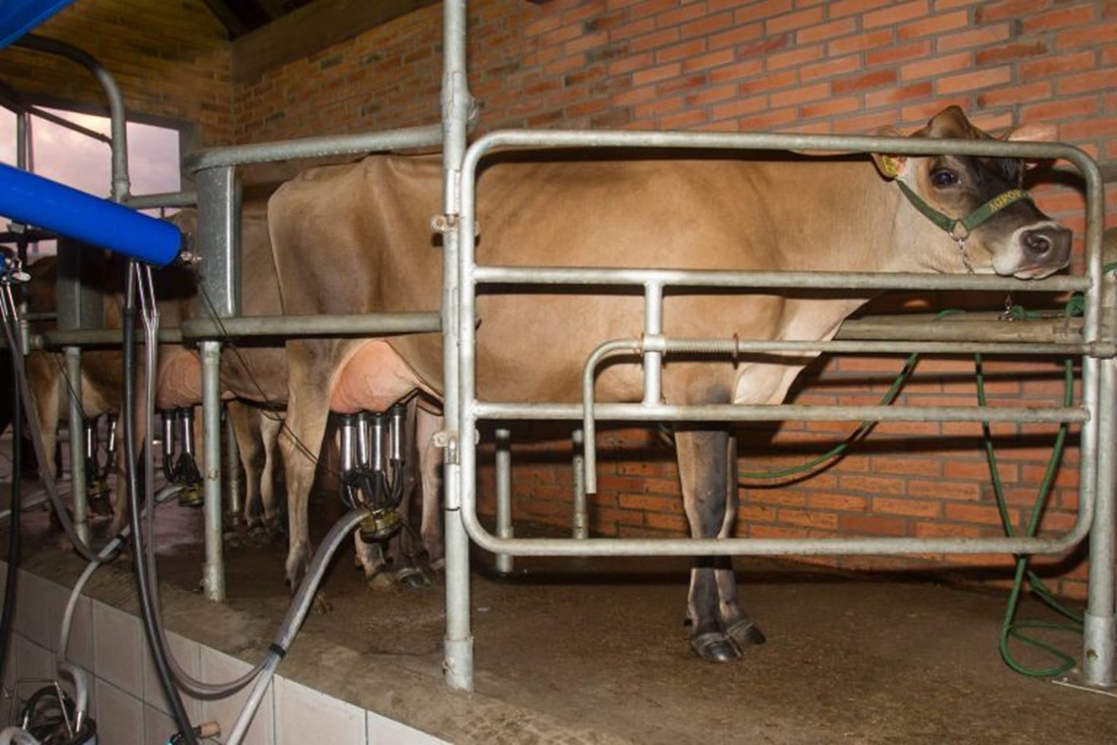 Estudo faz avaliação do setor leiteiro no RS