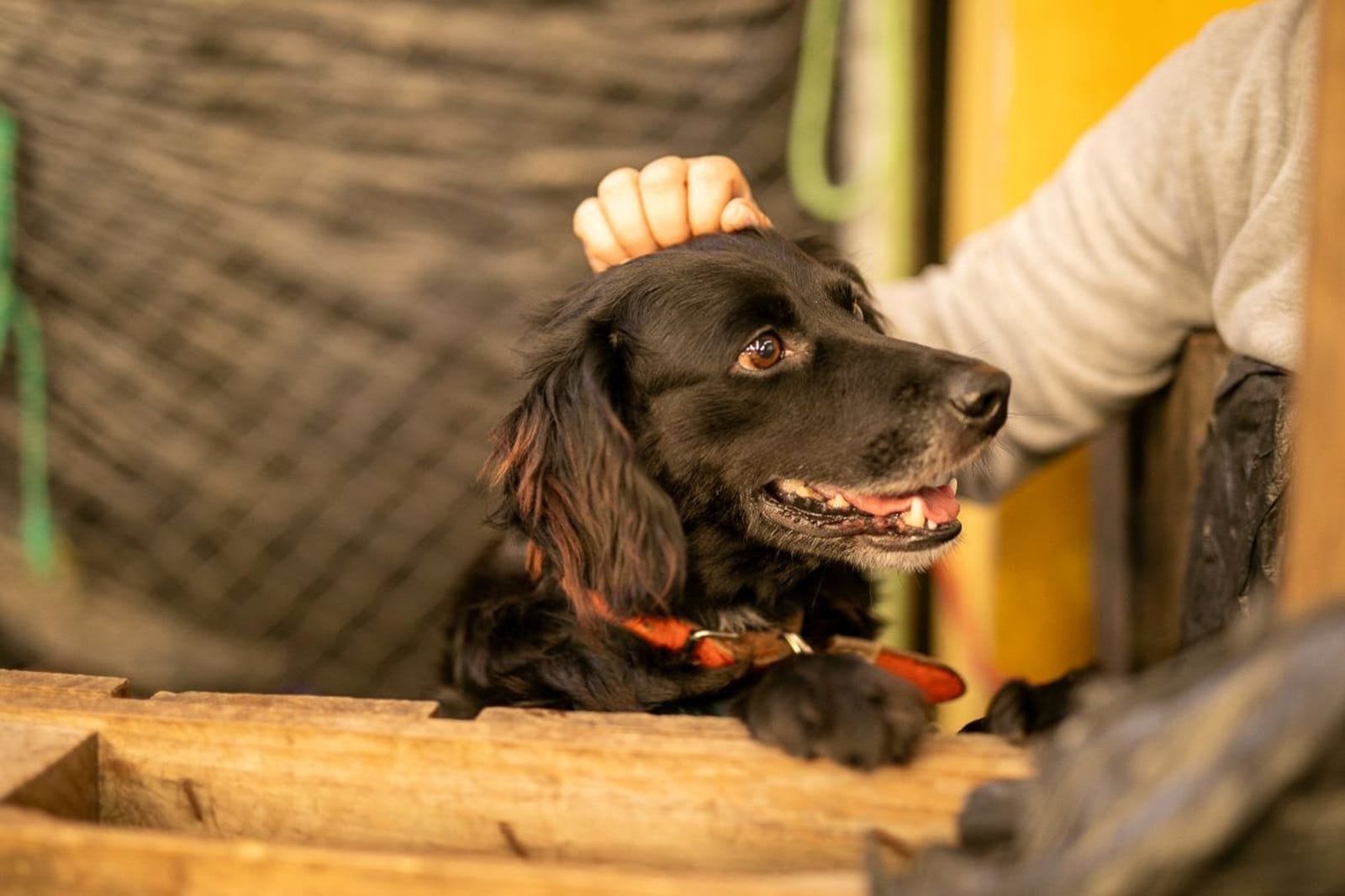 Lei torna obrigatória a microchipagem de cães em Pelotas 2 Lei torna obrigatória a microchipagem de cães em Pelotas