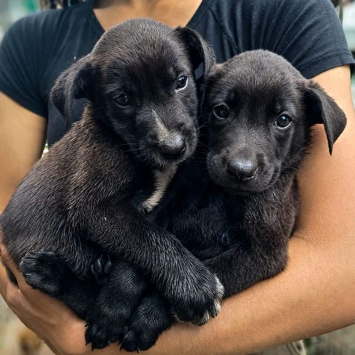 Estabelecimentos comerciais realizam adoção de animais em Santa Cruz do Sul e Viamão