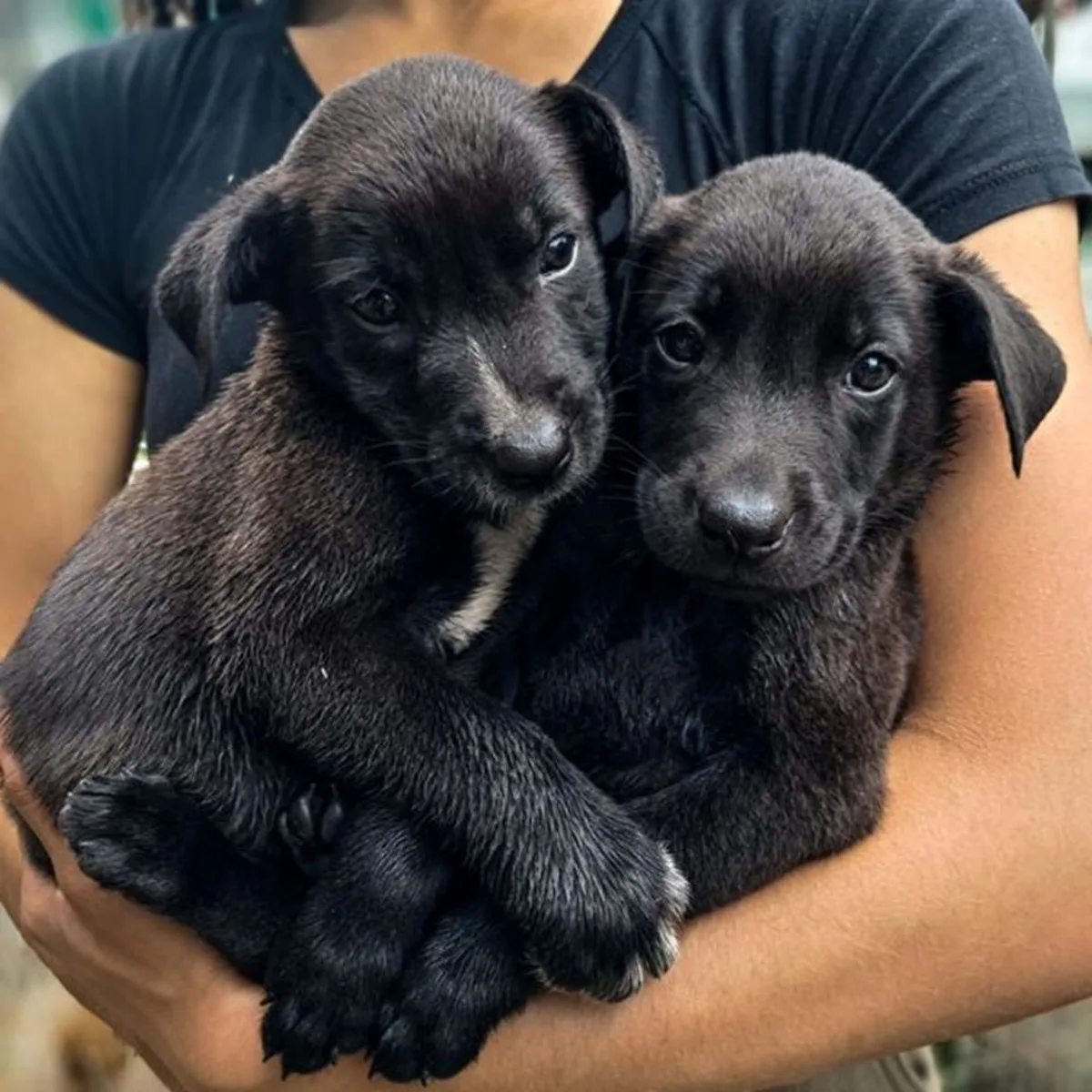 animais doacao santa cruz 1