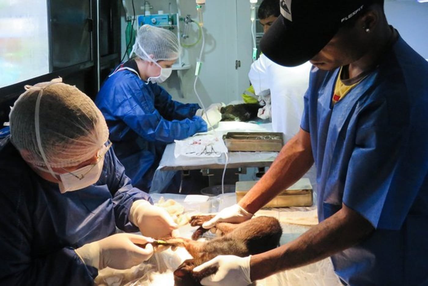 Prefeitura de Porto Alegre abre inscrições para castrações gratuitas de cães e gatos
