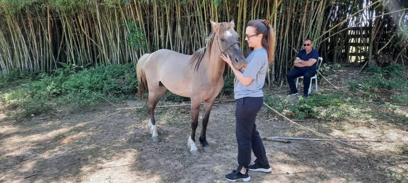 Cavalos resgatados de maus-tratos aguardam adoção