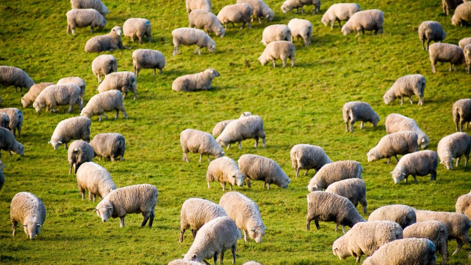 Pesquisa faz diagnóstico da ovinocultura na Serra