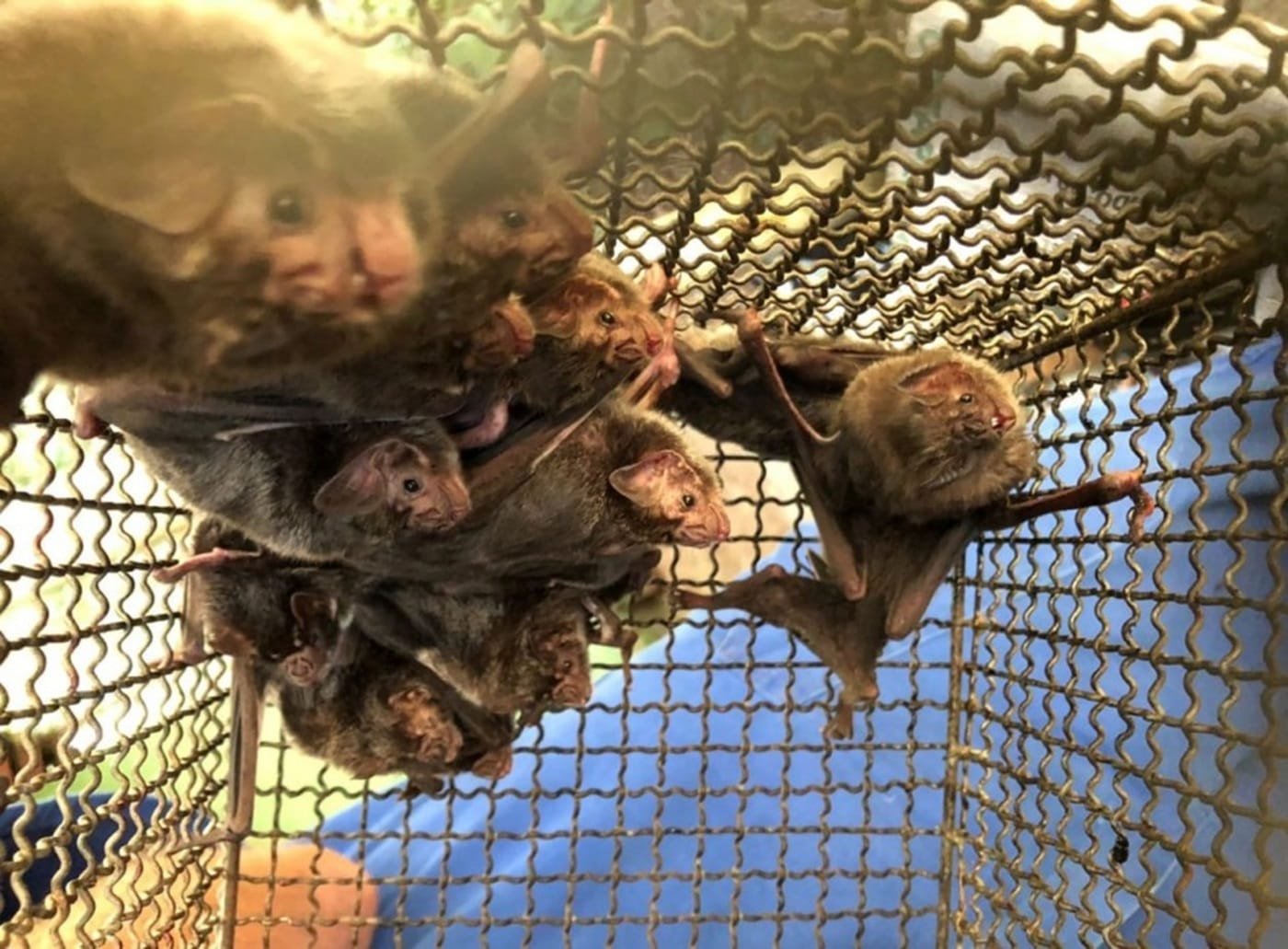 Mais dois focos de raiva herbívora são identificados no RS