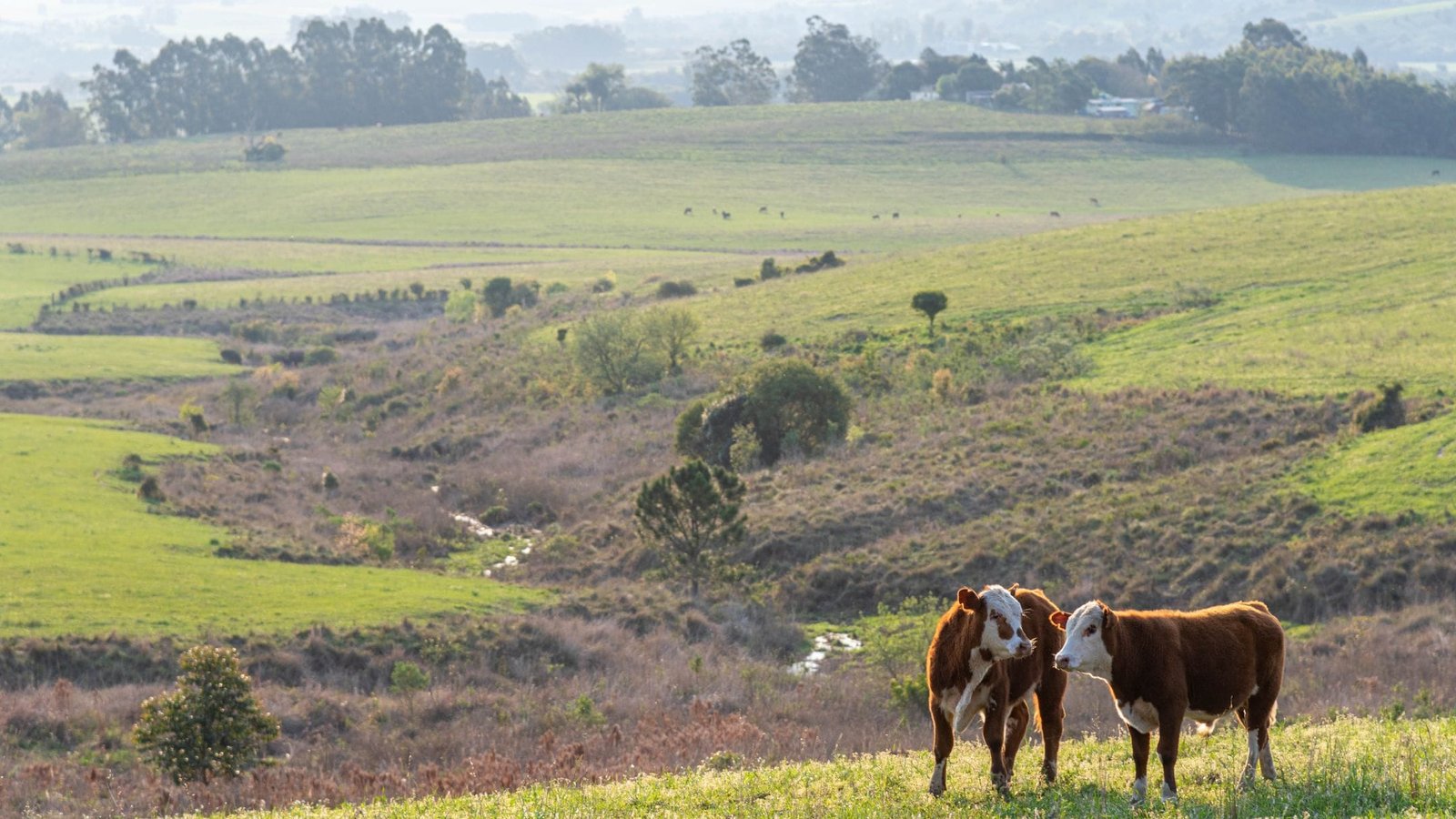 Secretaria da Agricultura reforça recomendações sobre febre aftosa após foco na Alemanha