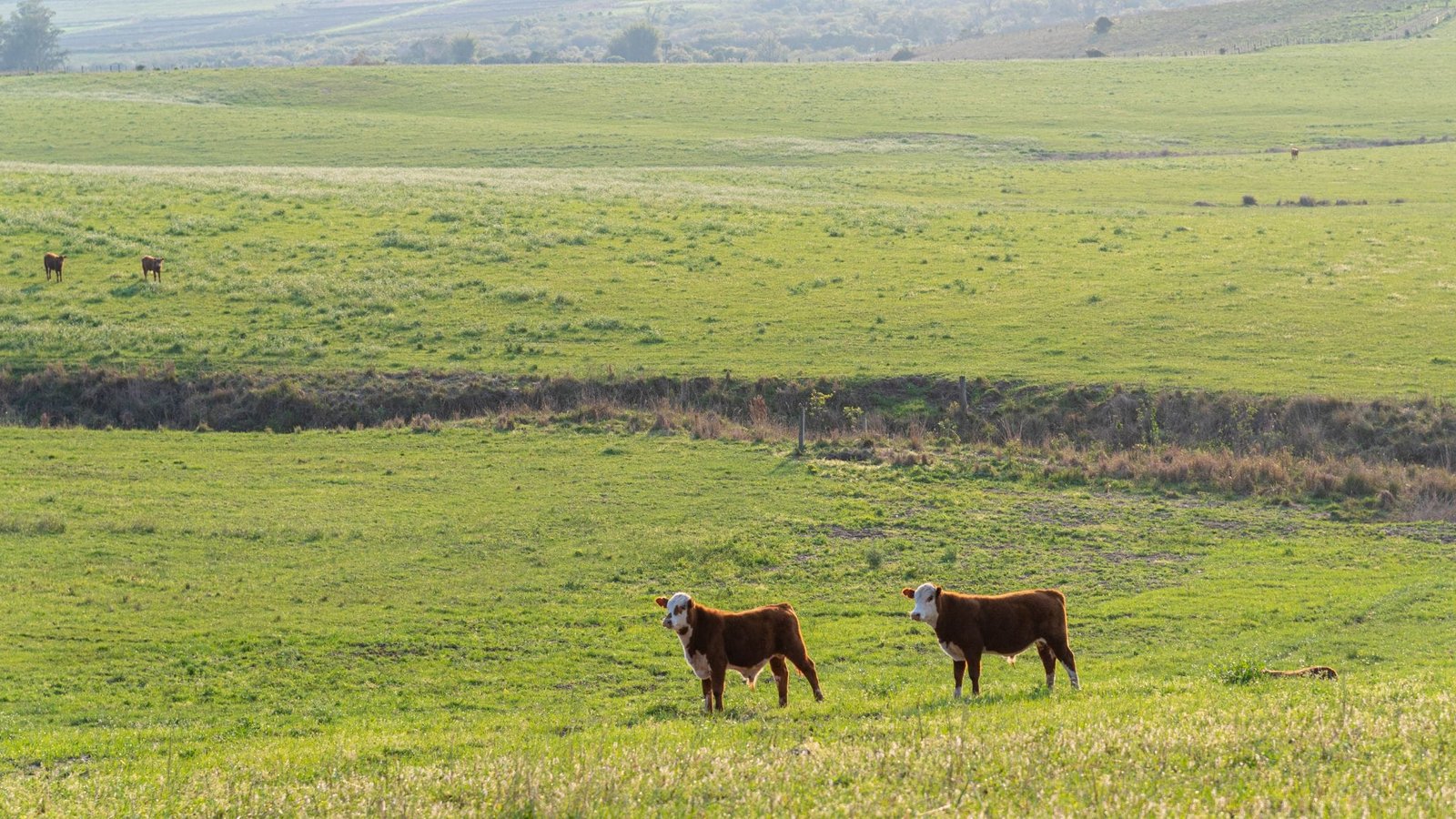 Com recuperação da agropecuária, RS registra aumento no PIB