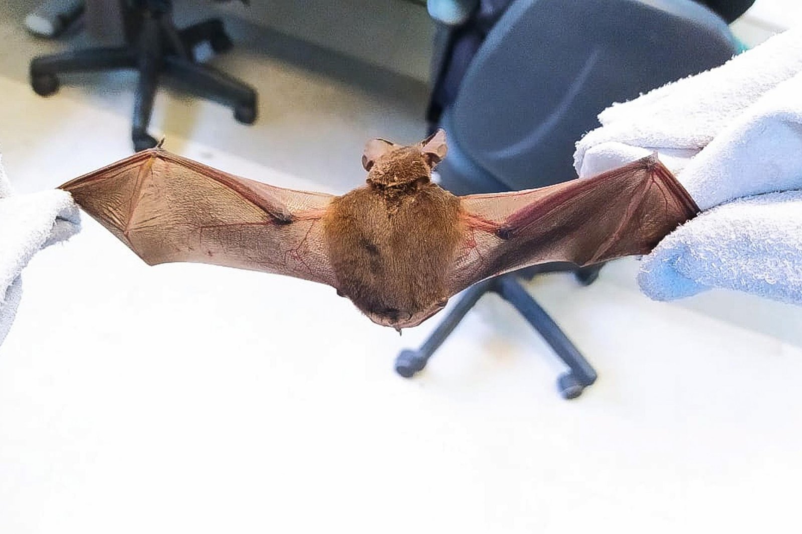 210816 DivulgacaoSMS morcego SMS 001