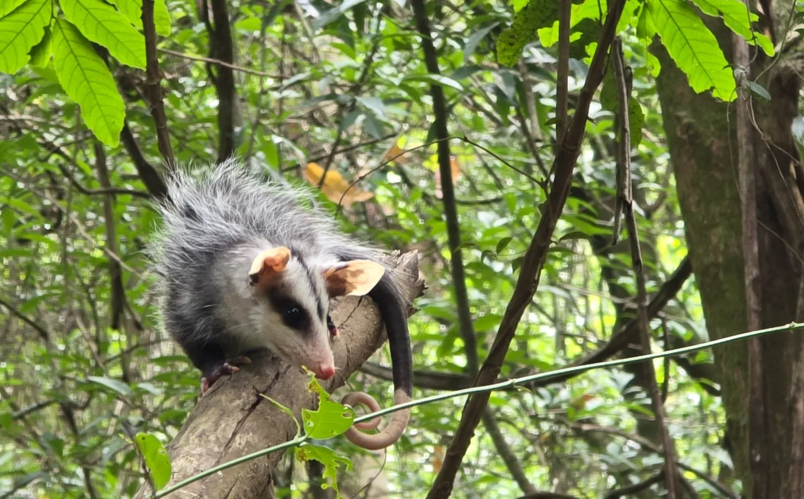 Ação solta animais resgatados na Serra Gaúcha 9 Ação solta animais resgatados na Serra Gaúcha