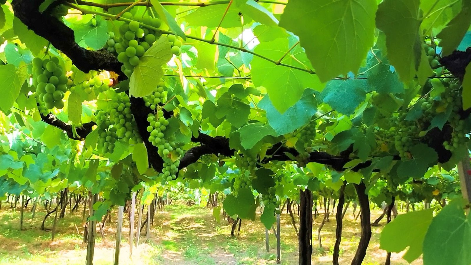 Abertura Oficial da Colheita da Uva ocorre em Bento Gonçalves