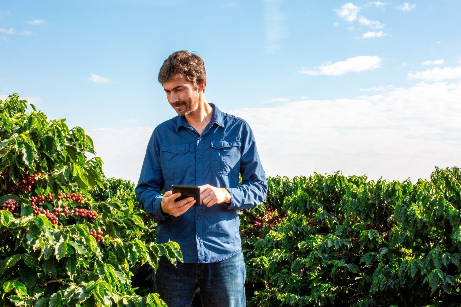 Tecnologia ajuda a tornar preciso manejo de pragas nas lavouras