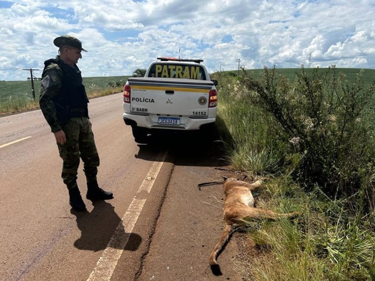 Onça-parda é atropelada na ERS-126, no Norte do RS
