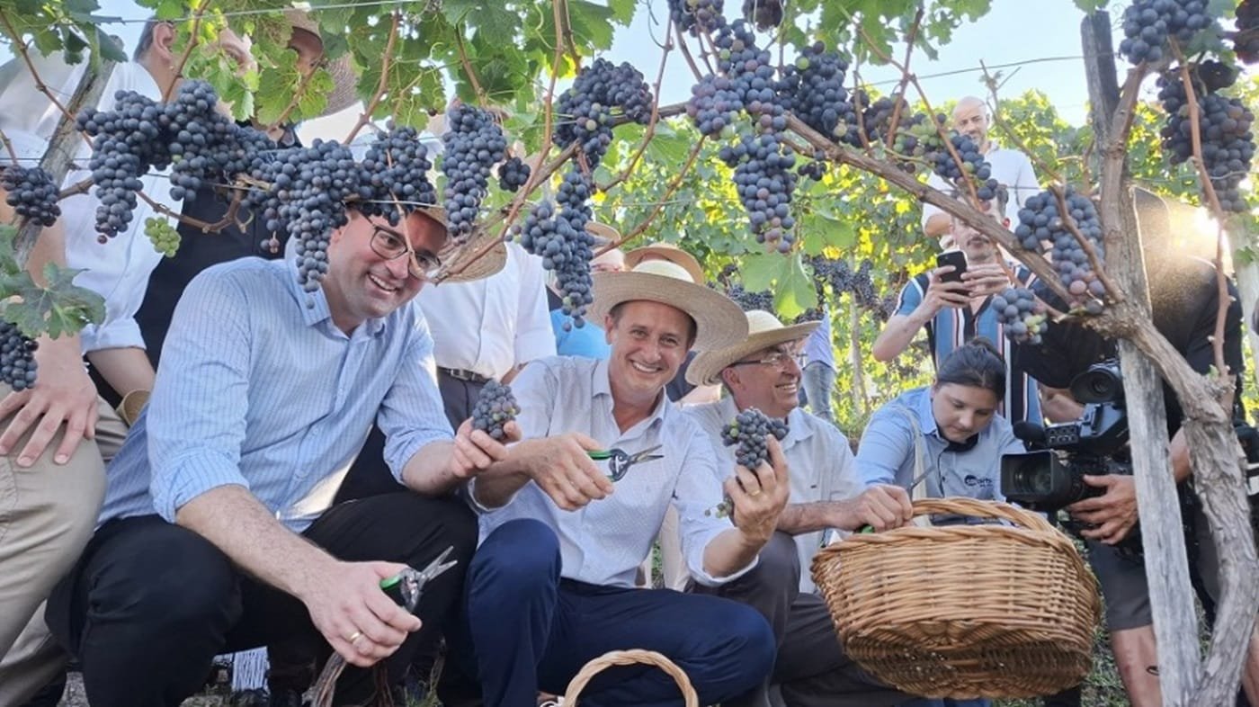 Colheita da uva é aberta no RS com expectativa de produção de mais de 700 mil toneladas