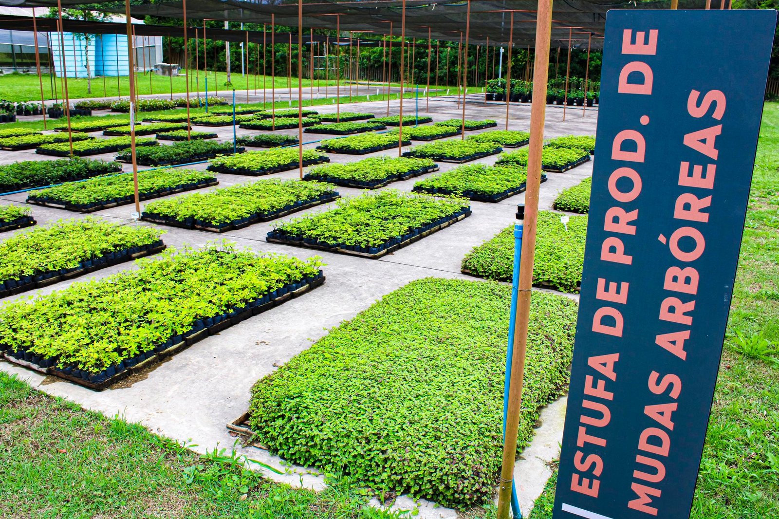 Viveiro Municipal de Porto Alegre já produz 50 espécies de árvores nativas