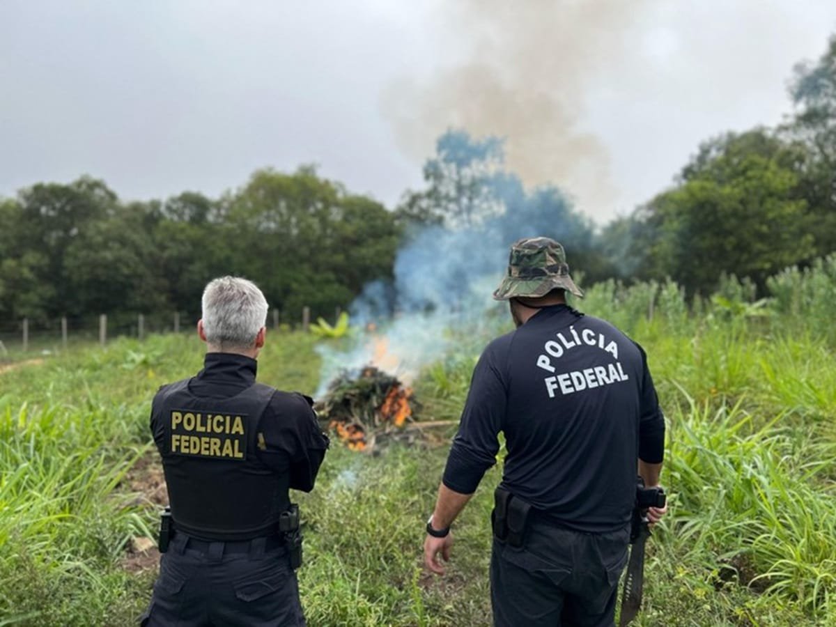 Polícia Federal deflagra operação contra cultivo irregular de derivados de cannabis