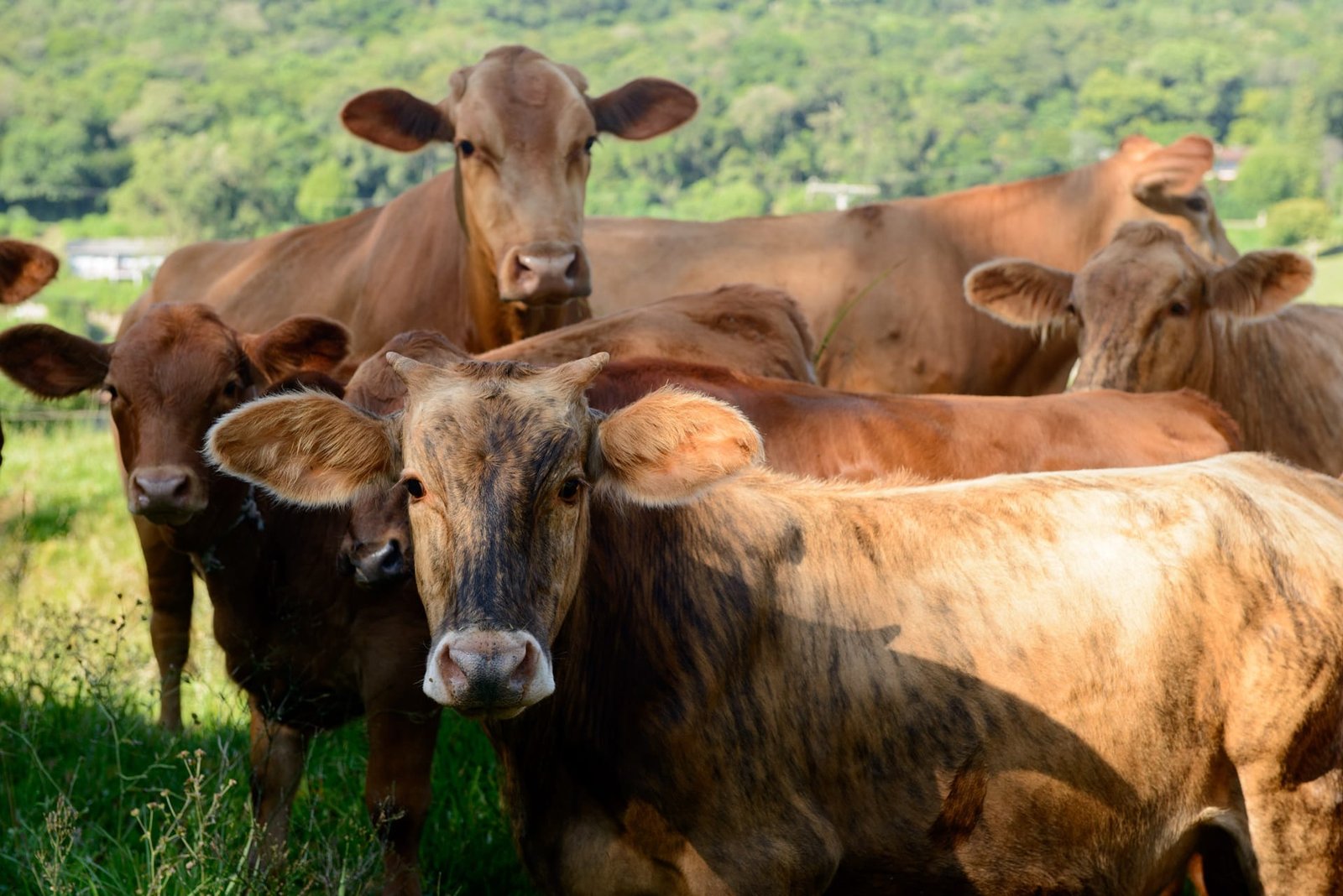 Começa prazo para entrega da Declaração de Rebanho 2025
