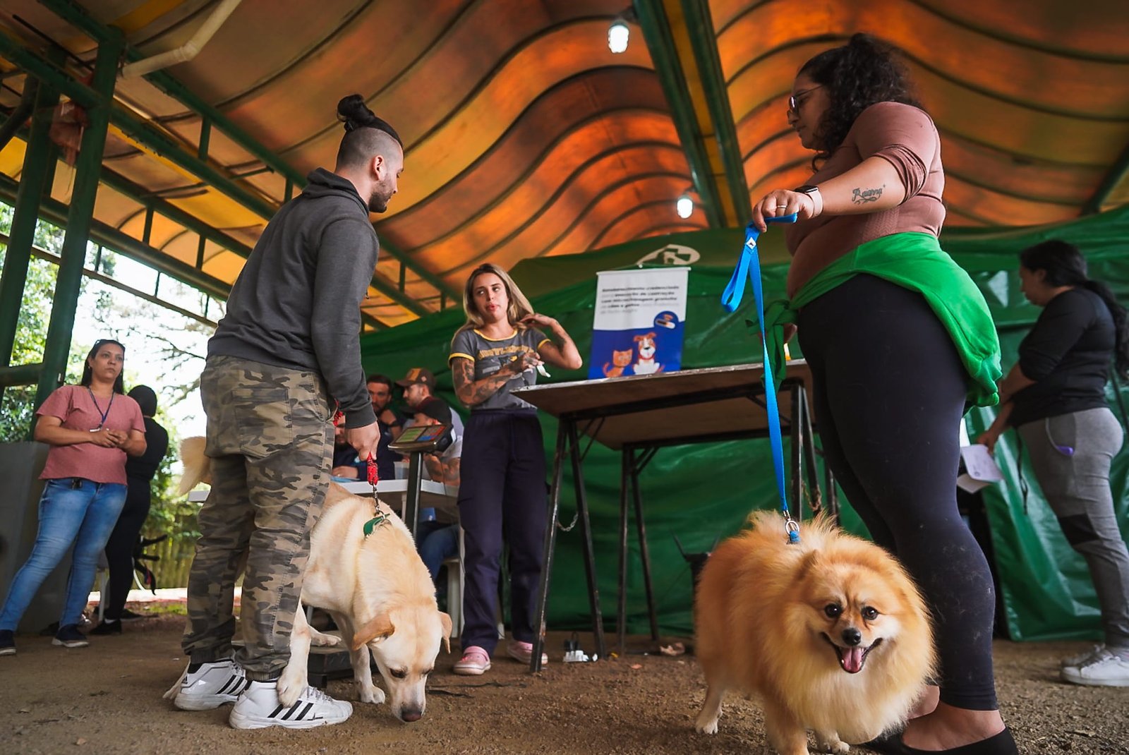 Prefeitura de Porto Alegre abrirá inscrições para castração de cães e gatos