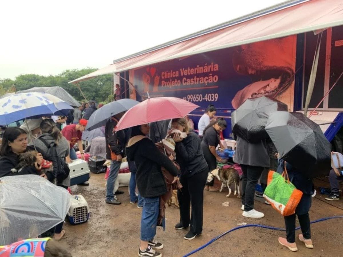 Mutirão em Alvorada promove mais de 550 castrações de cães e gatos 10 Mutirão em Alvorada promove mais de 550 castrações de cães e gatos