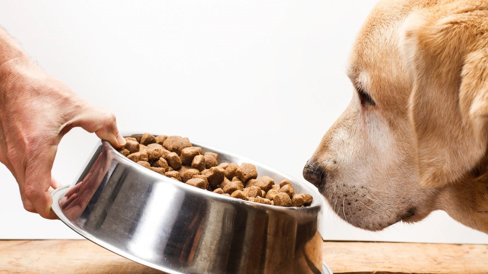 Confira 3 mitos e verdades sobre a alimentação de cães e gatos 5 Confira 3 mitos e verdades sobre a alimentação de cães e gatos