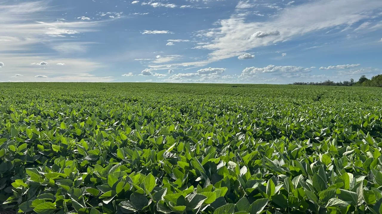 Produtividade da soja no RS fica abaixo da média nacional 1 Produtividade da soja no RS fica abaixo da média nacional