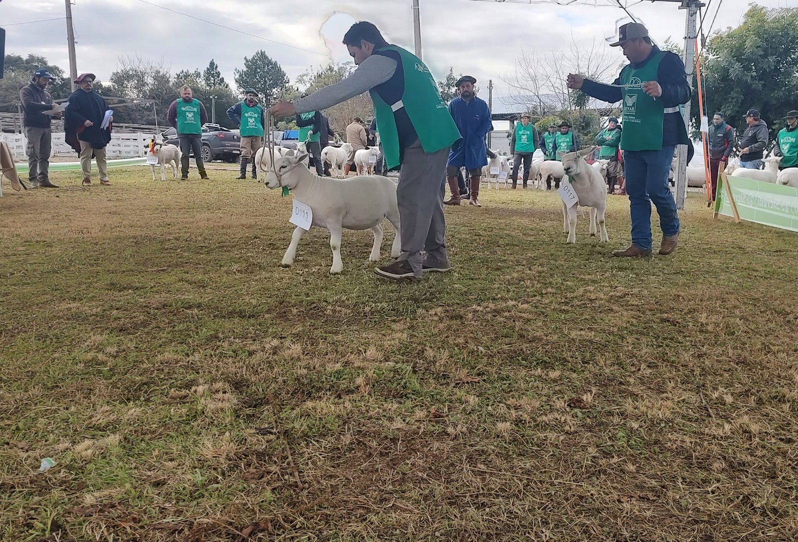 Fenovinos terá troca de conhecimento técnico e fomento à ovinocultura 