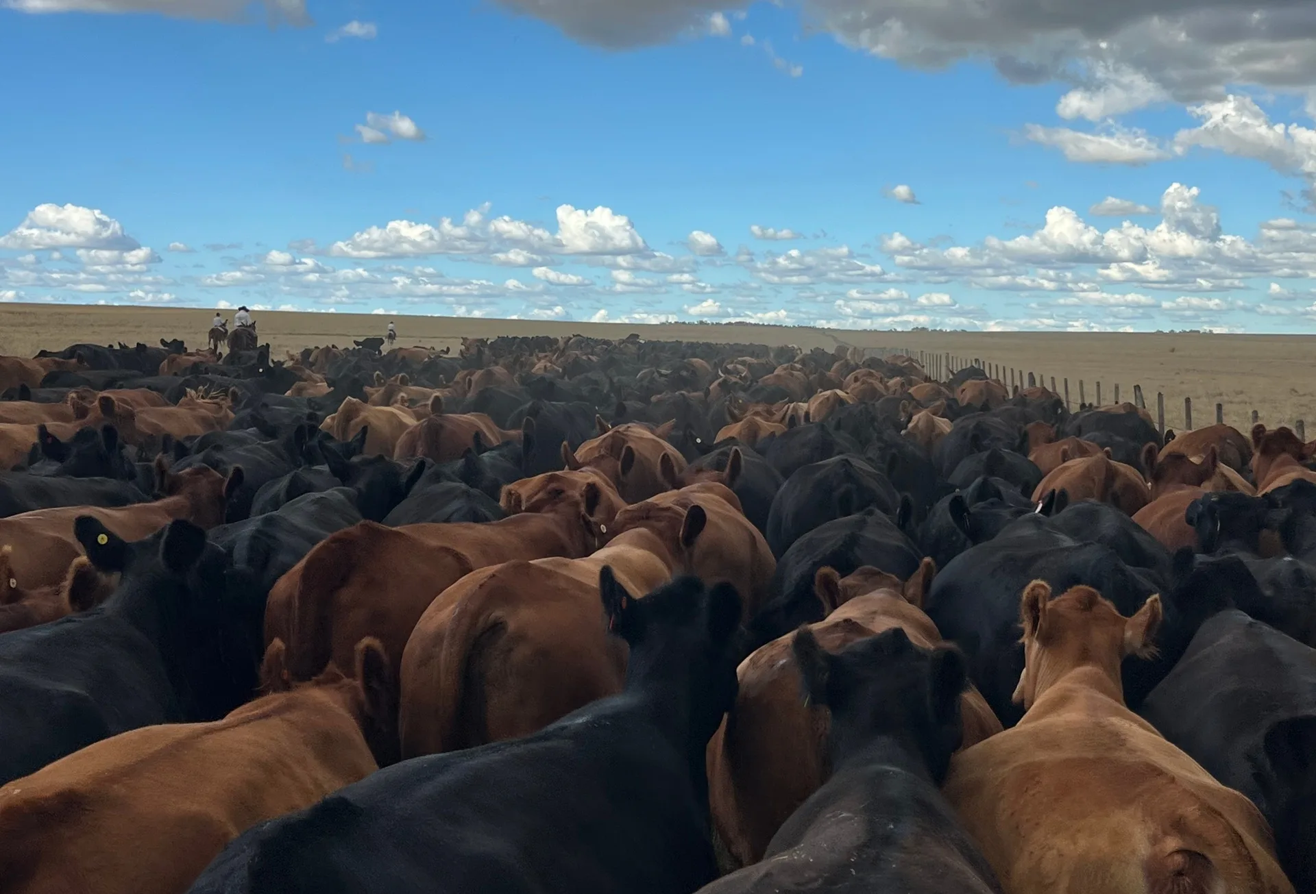 Começa na quarta prazo para entrega da Declaração de Rebanho 2026 1 gado
