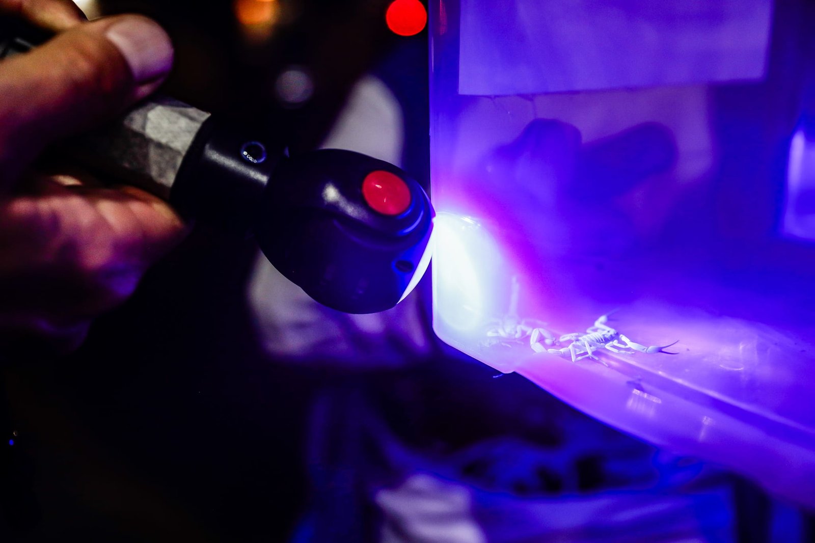 Ação captura 28 escorpiões amarelos em Porto Alegre 2 Ação captura 28 escorpiões amarelos em Porto Alegre