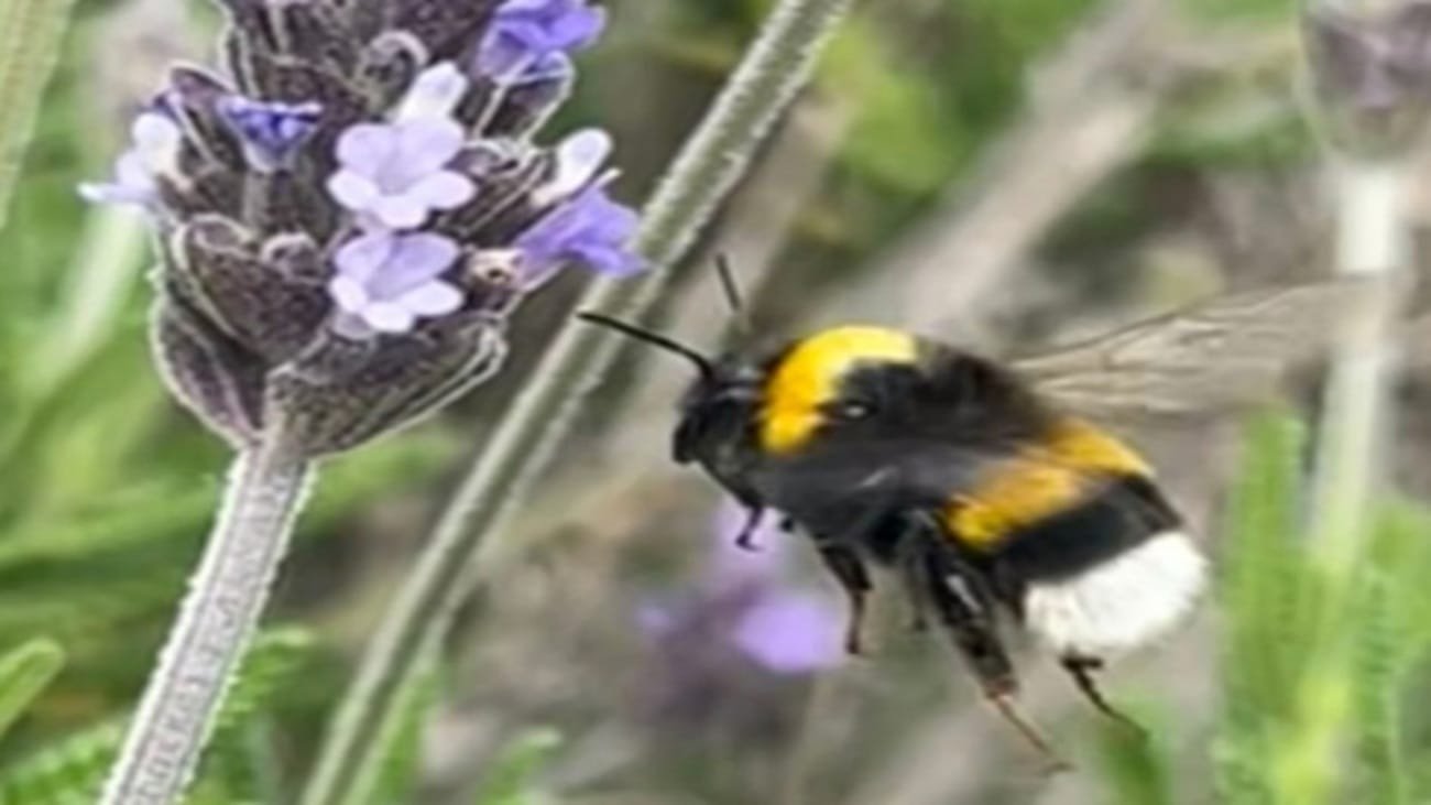 Secretaria da Agricultura monitora espécie de abelha invasora