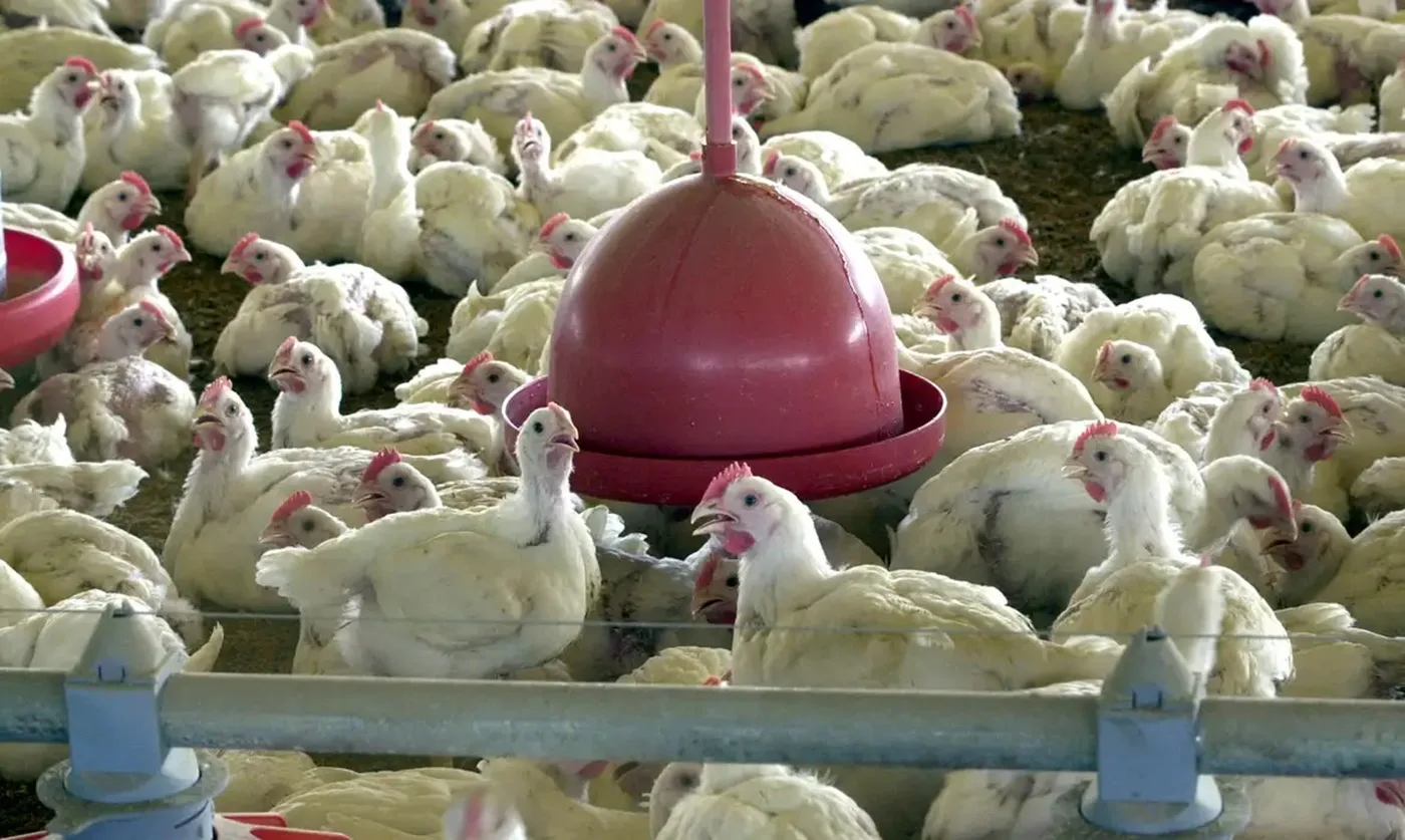 Secretaria da Agricultura confirma caso de gripe aviária em aves na região do Alto Jacuí 3 Secretaria da Agricultura confirma caso de gripe aviária em aves na região do Alto Jacuí