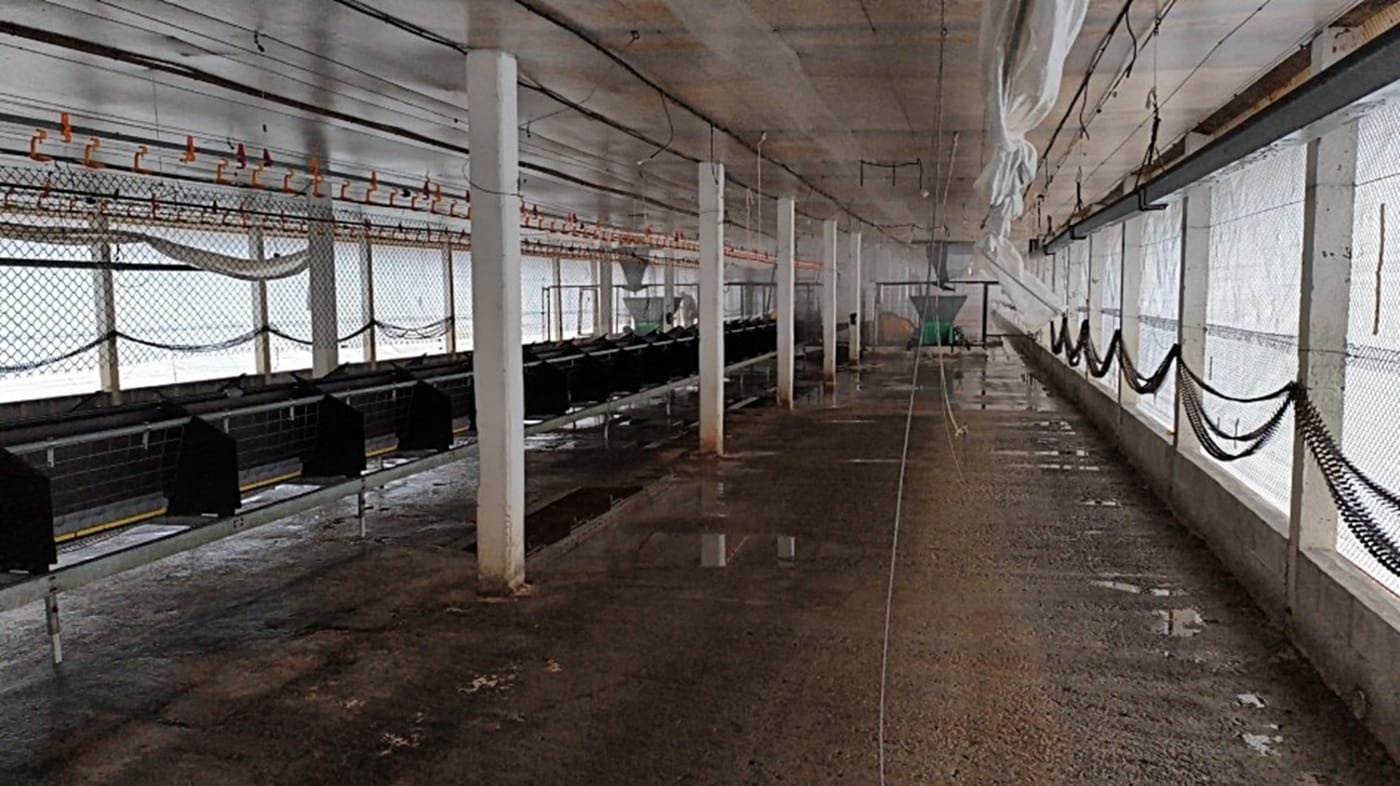 Gripe aviária: Desinfecção da granja de Montenegro é concluída