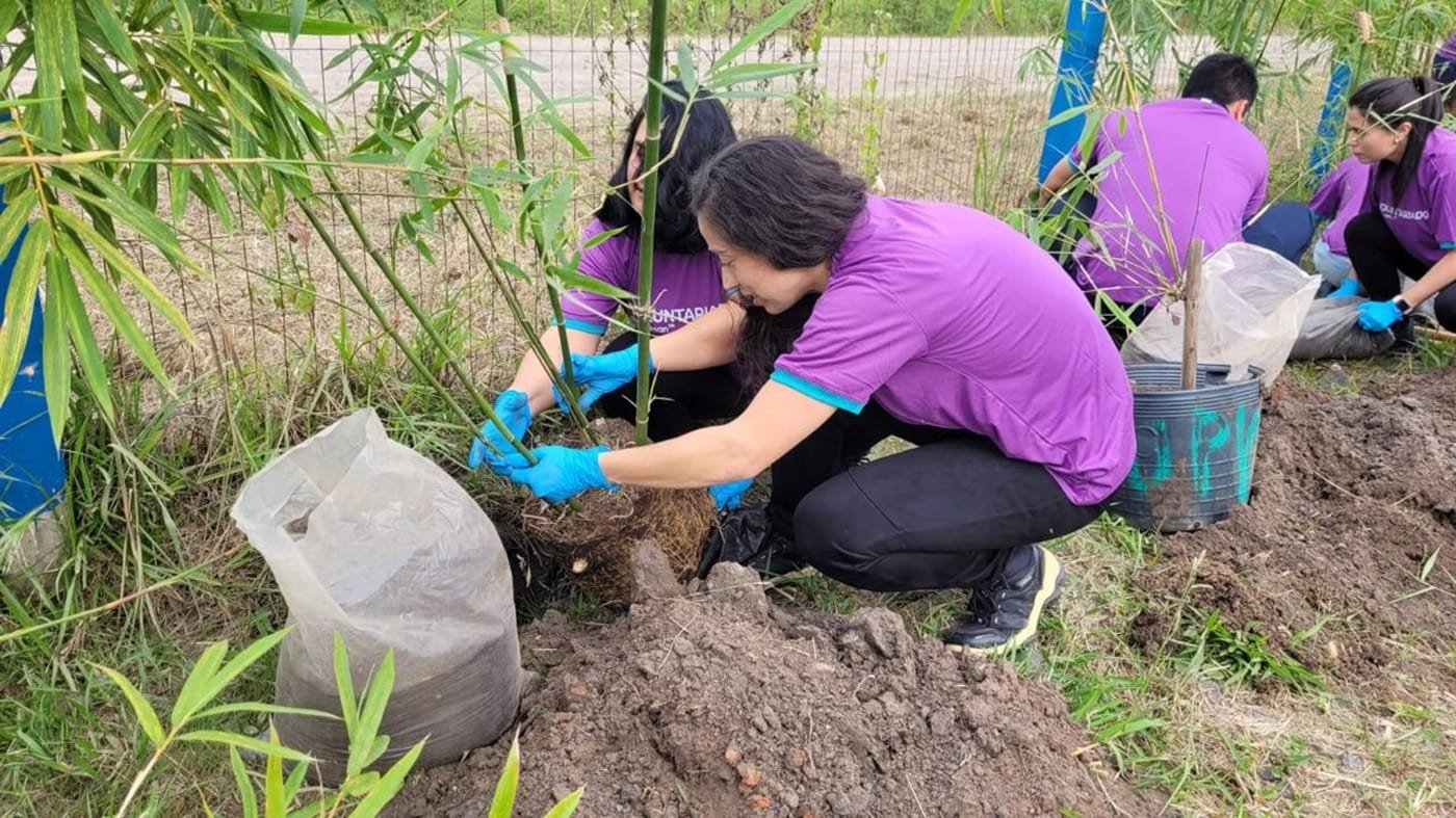 Ação planta 100 mudas de bambu no Litoral Norte do RS