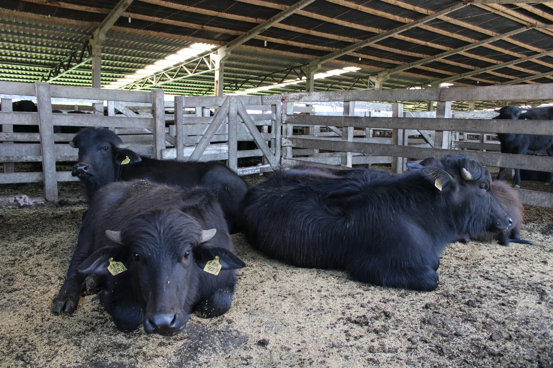 Grupo discute fomento à produção de leite de búfala no RS