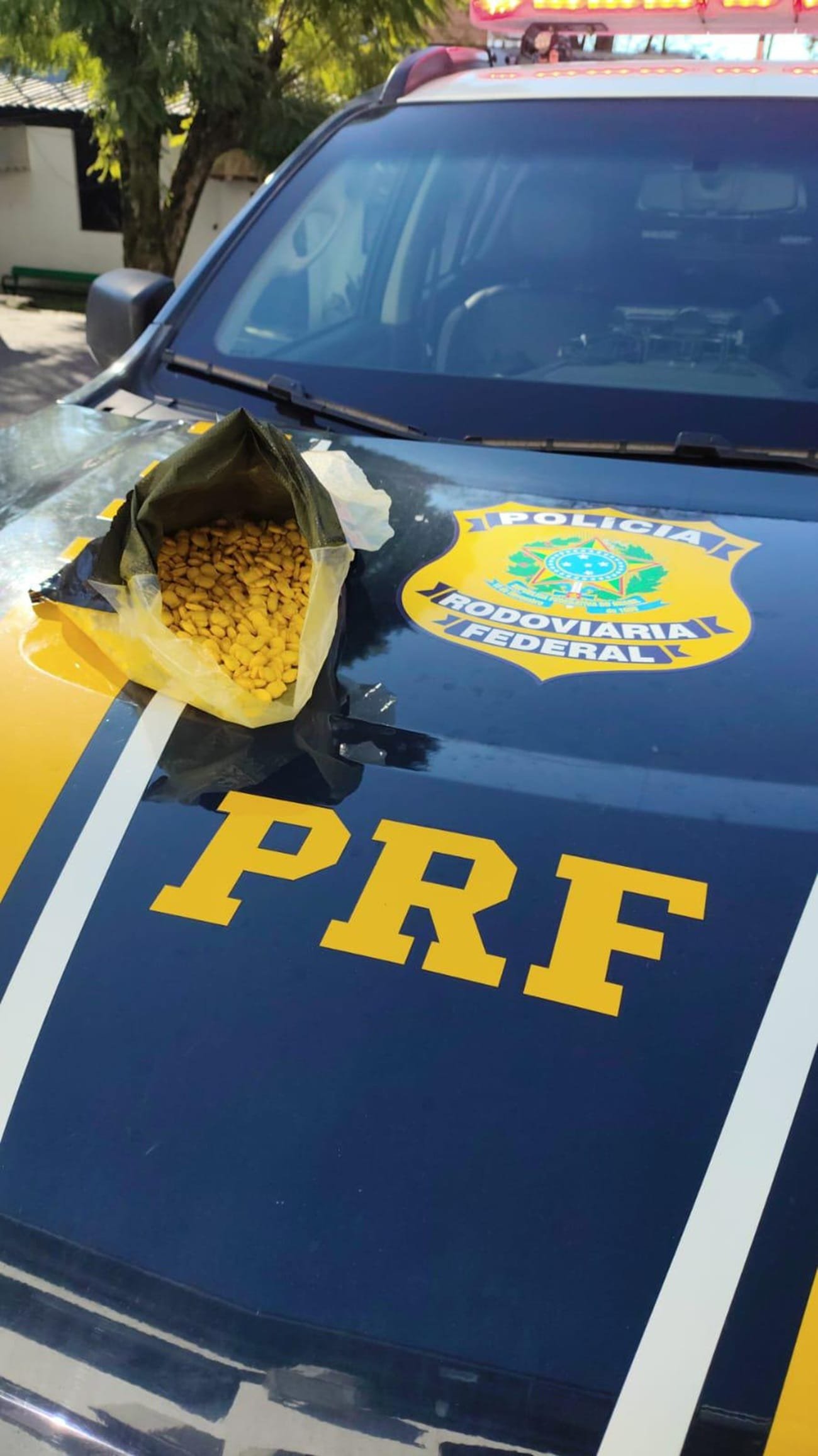 Polícia prende mulher com quase mil comprimidos de ecstasy em Bento Gonçalves 7 Polícia prende mulher com quase mil comprimidos de ecstasy em Bento Gonçalves