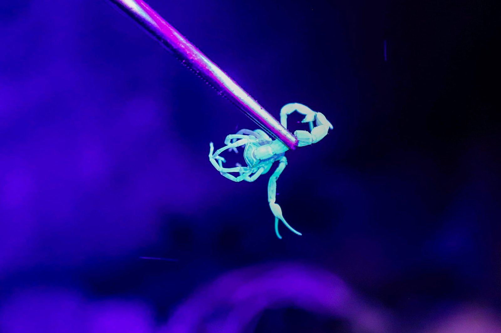 Encontrada nova espécie de escorpião em Porto Alegre 1 Encontrada nova espécie de escorpião em Porto Alegre