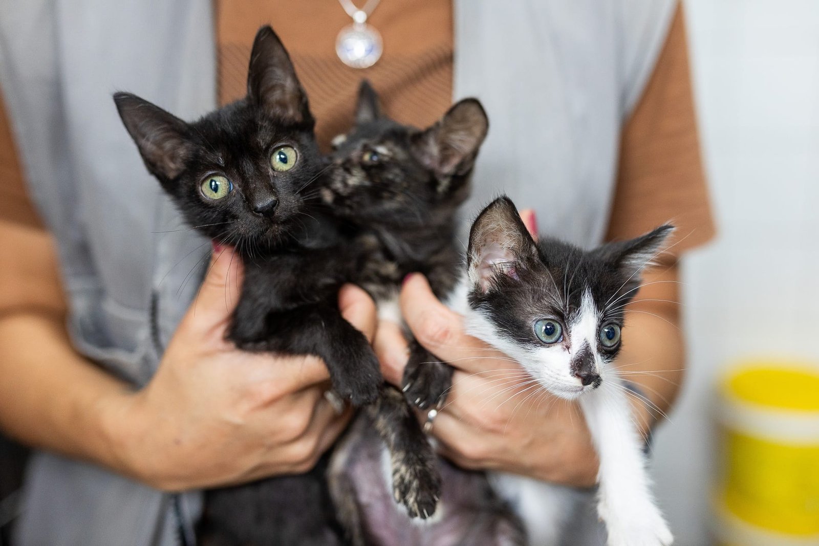 Ação realiza castrações de gatos durante madrugada em Canoas
