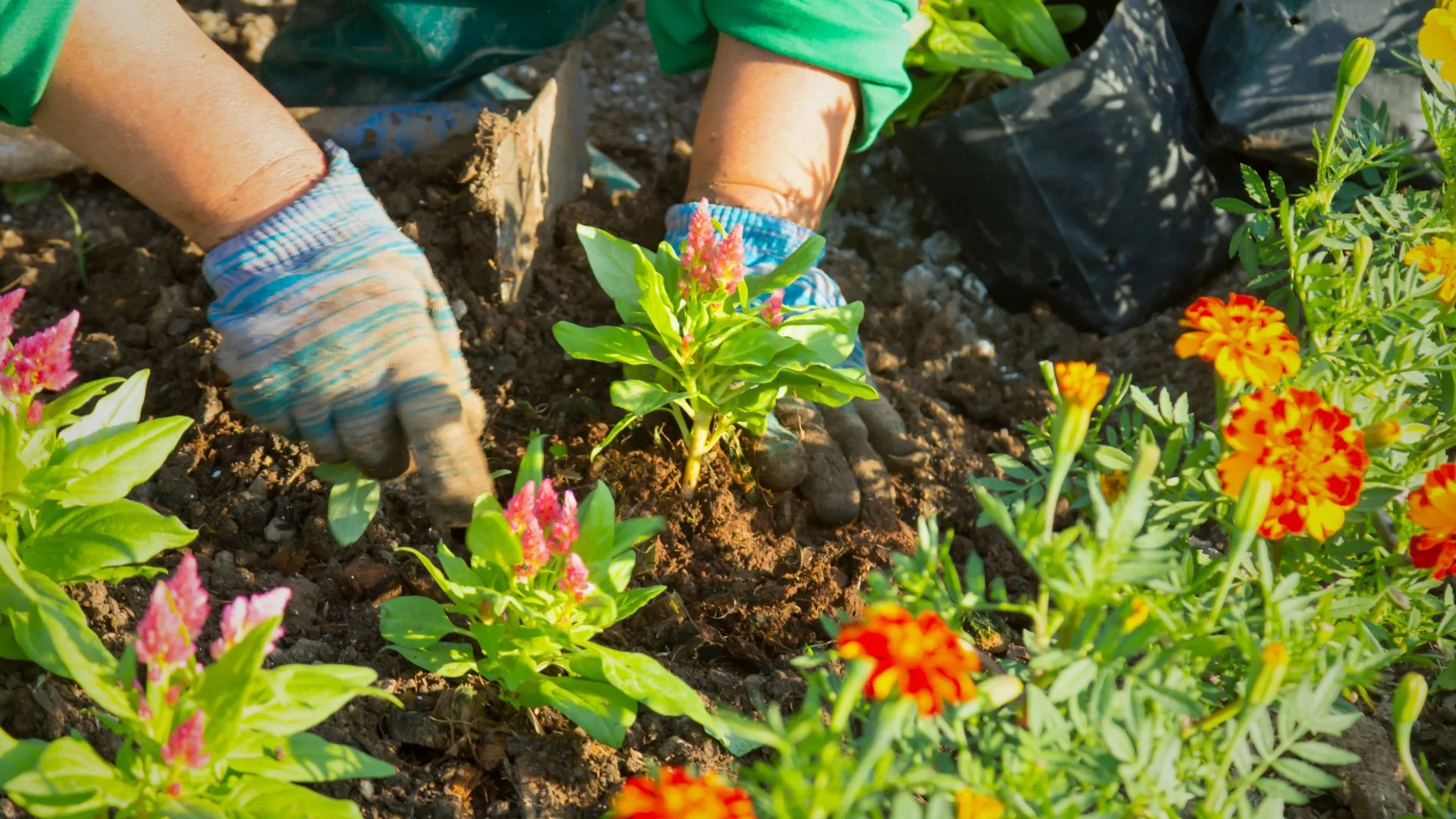 Prefeitura de Gravataí oferece cursos gratuitos de gestão rural e jardinagem
