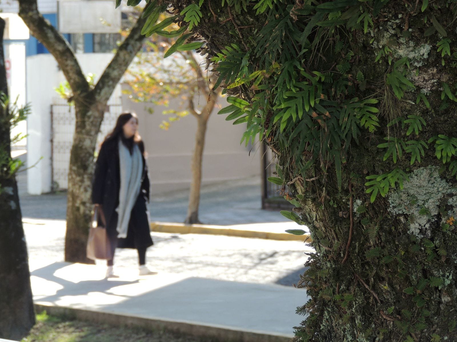 Tempo: Massa de ar frio segue neste domingo no RS