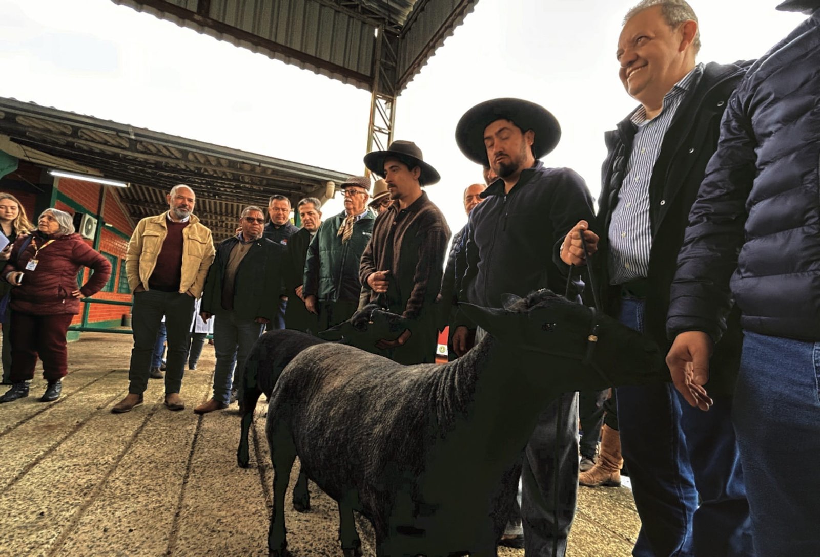 Ovinos da raça Texel são os primeiros animais a chegar à Expointer