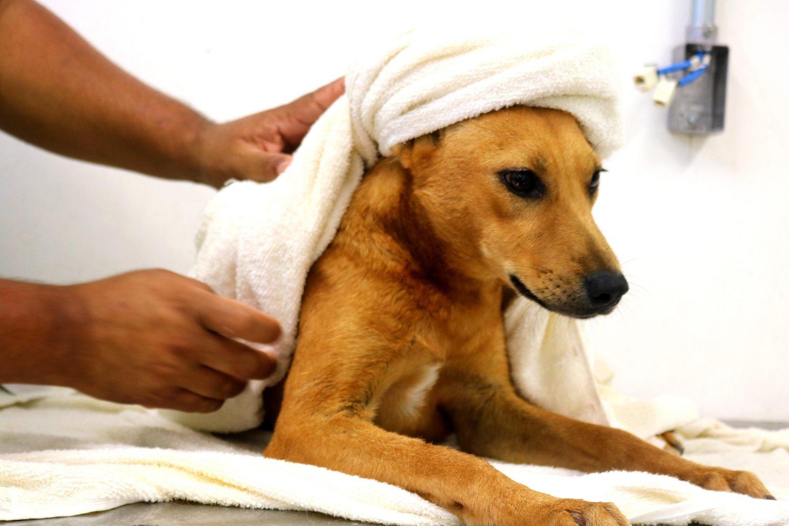 8ª edição da Feira Me Adota acontece neste sábado em Porto Alegre 8 8ª edição da Feira Me Adota acontece neste sábado em Porto Alegre