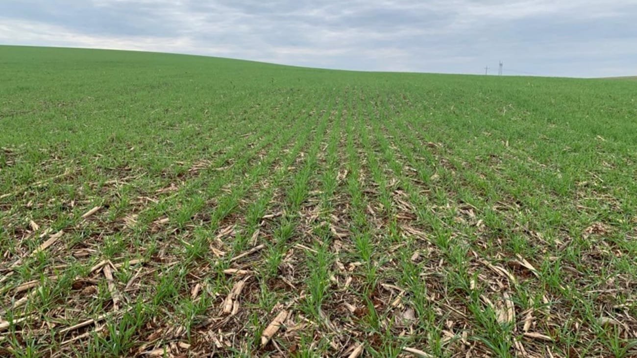 Condições climáticas favorecem lavouras de trigo no RS