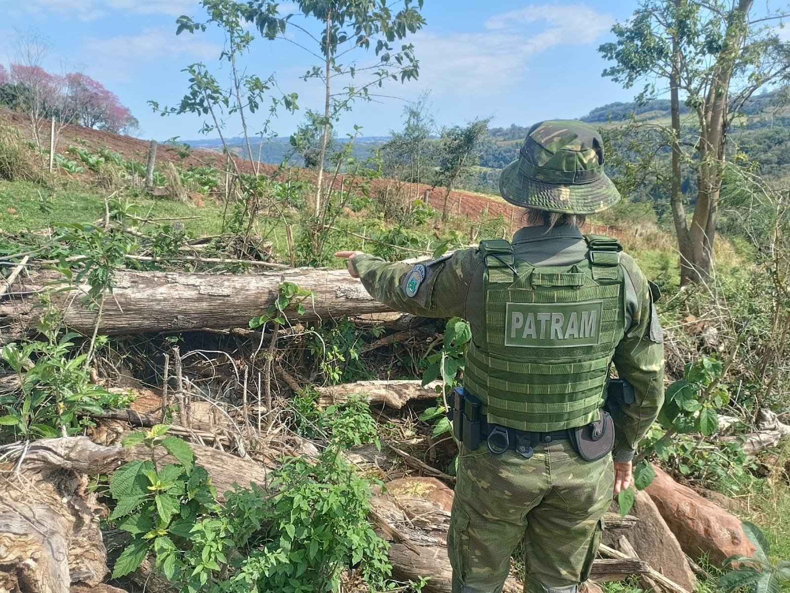Brigada Militar constata crime contra a flora em Caiçara 4 Brigada Militar constata crime contra a flora em Caiçara