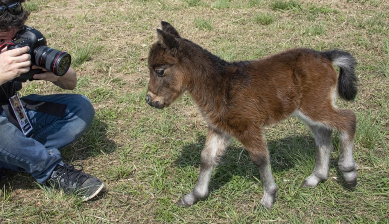 Pôneis dobram participação na Expointer 2025