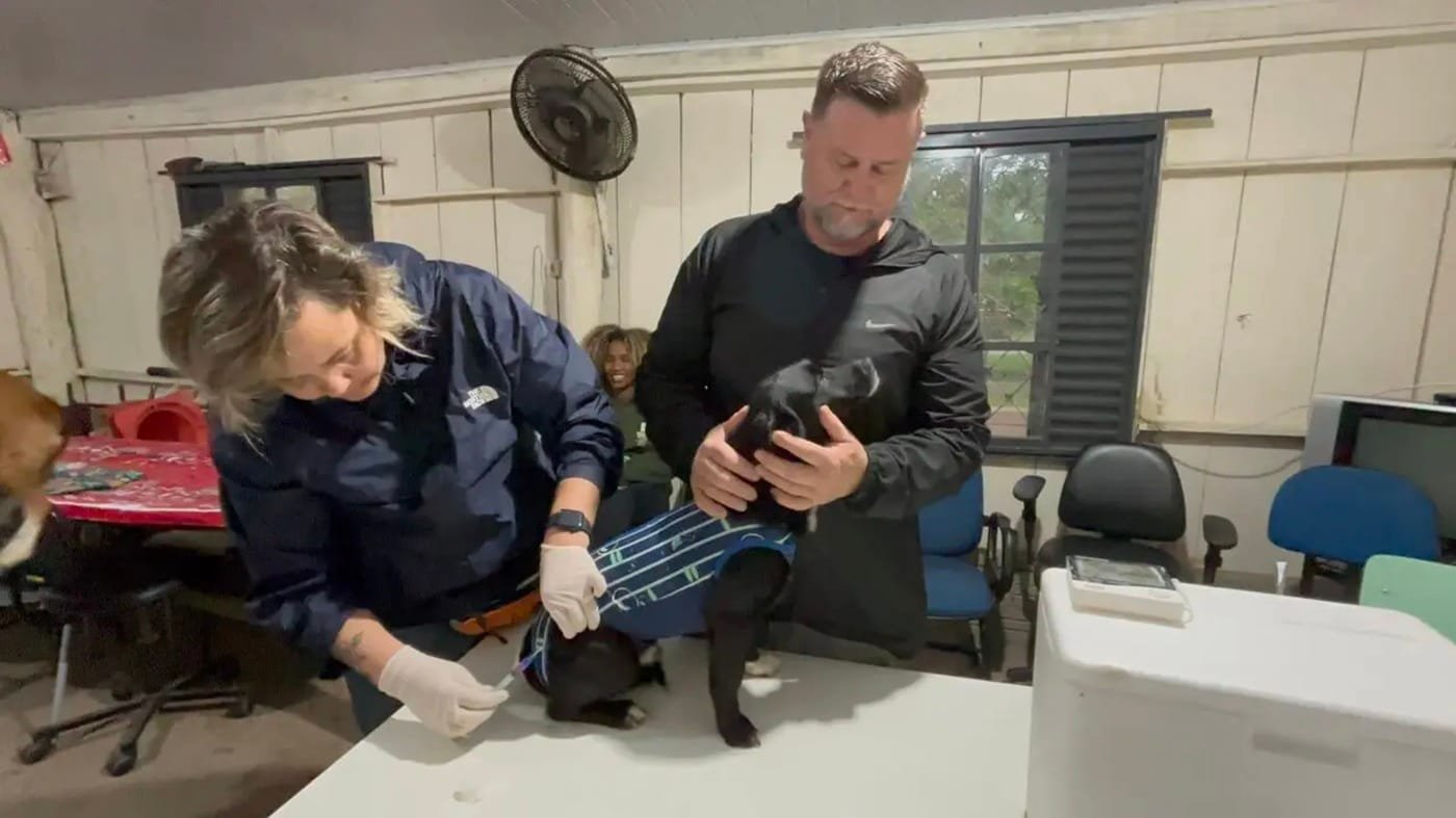 Prefeitura de Alvorada realiza mutirão de vacinação contra raiva em animais 5 Prefeitura de Alvorada realiza mutirão de vacinação contra raiva em animais
