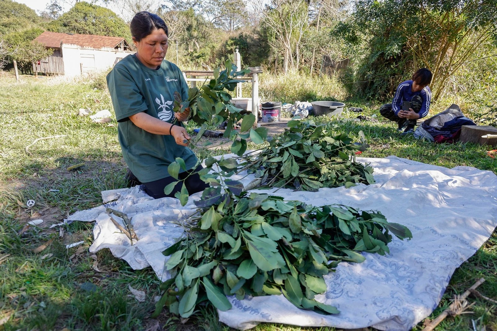 Aldeia Guarani em Porto Alegre celebra Carijo inédito e reafirma a origem do chimarrão