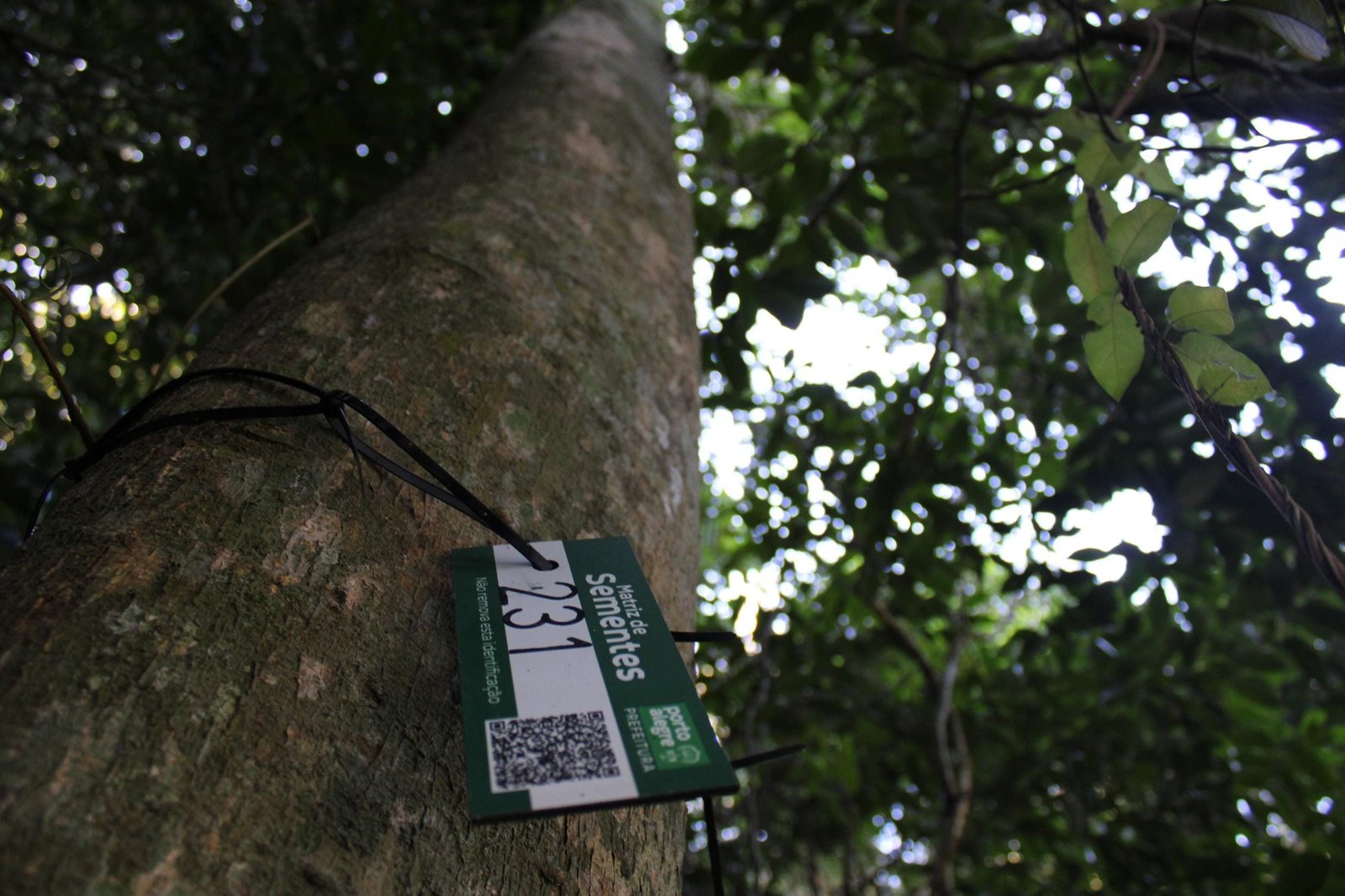 Árvore rara é registrada pela primeira vez em Porto Alegre