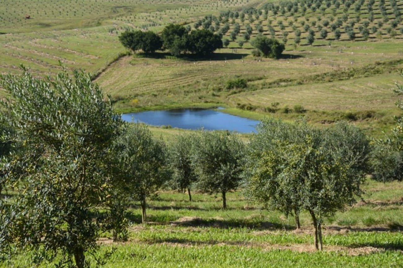 Produção de azeite de oliva recua em 2025 2 Produção de azeite de oliva recua em 2025