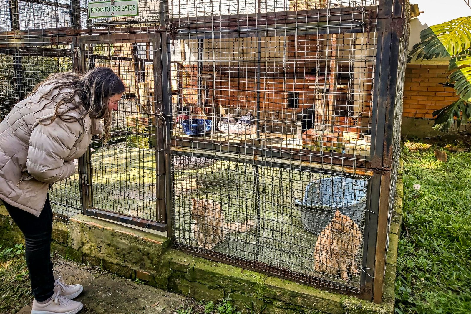 Com mais de 100 animais, nova edição da Feira Me Adota ocorre em Porto Alegre