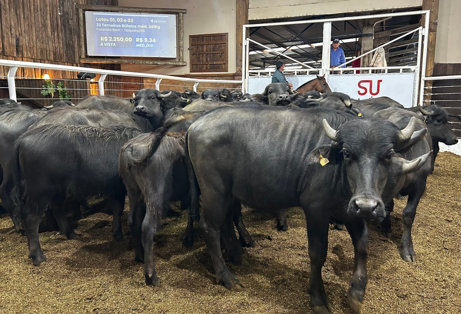 Cidade de Glorinha recebe remate exclusivo de búfalos