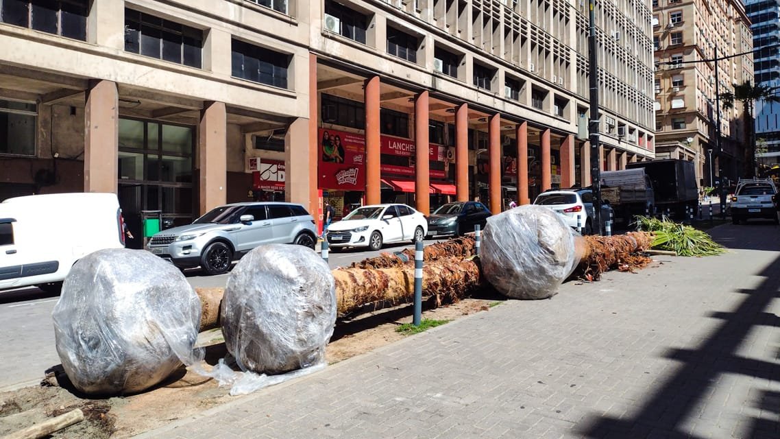 20251112 DIVULGACAO SMAMUS Arvores de grande porte voltam a paisagem da Borges de Medeiros 2 de 2